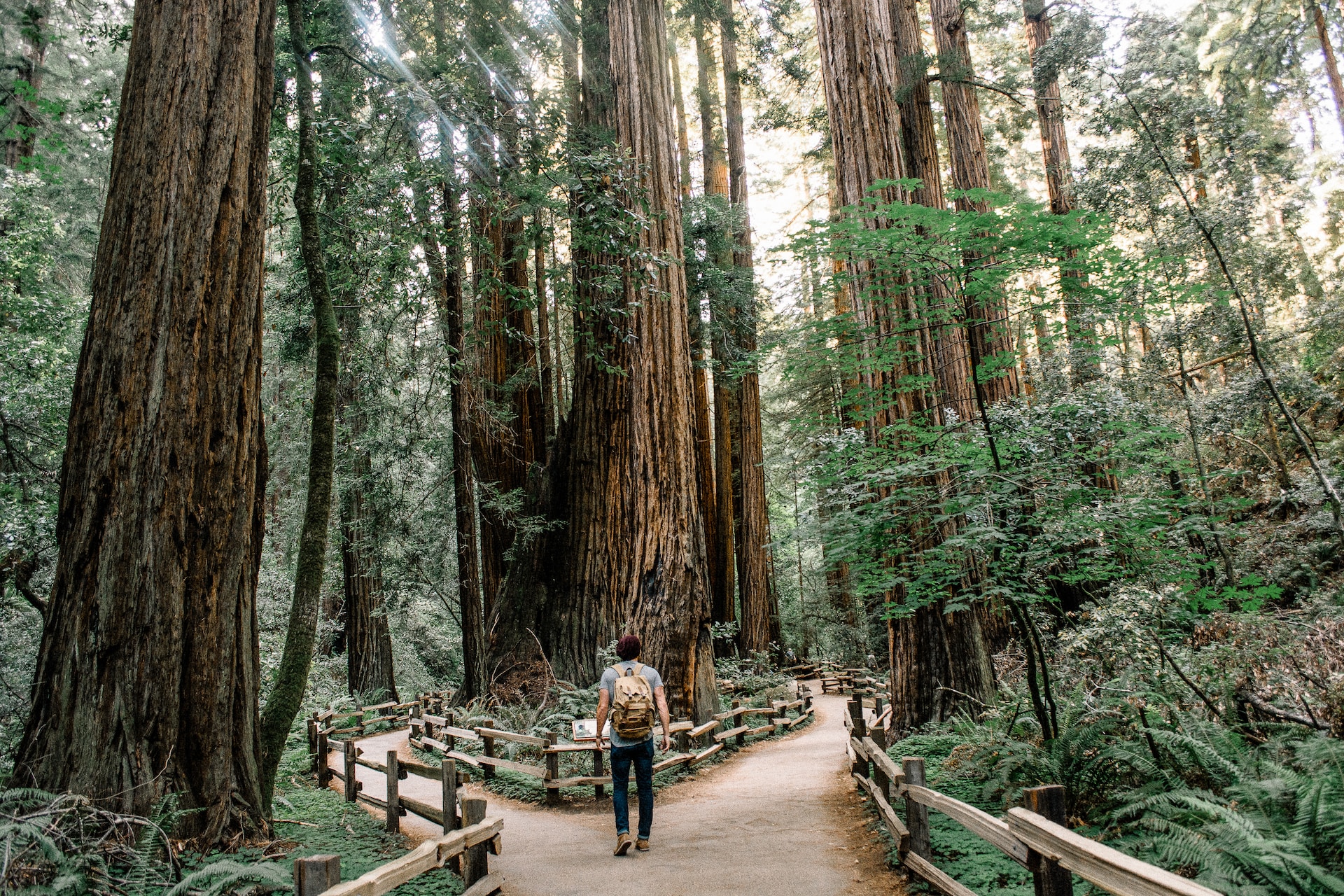 student with book bag standing in the woods considering alternative options